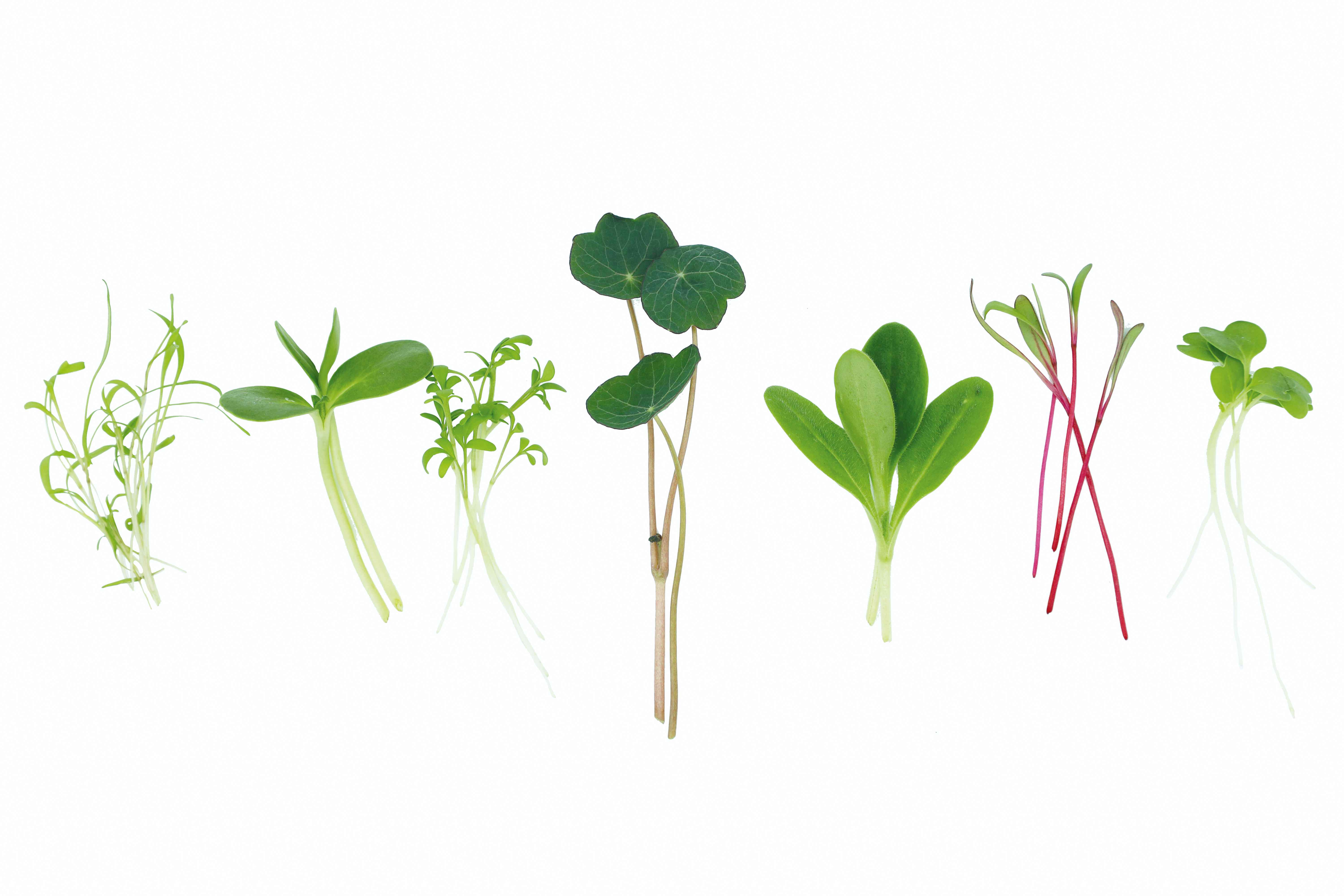 The richness of microgreens