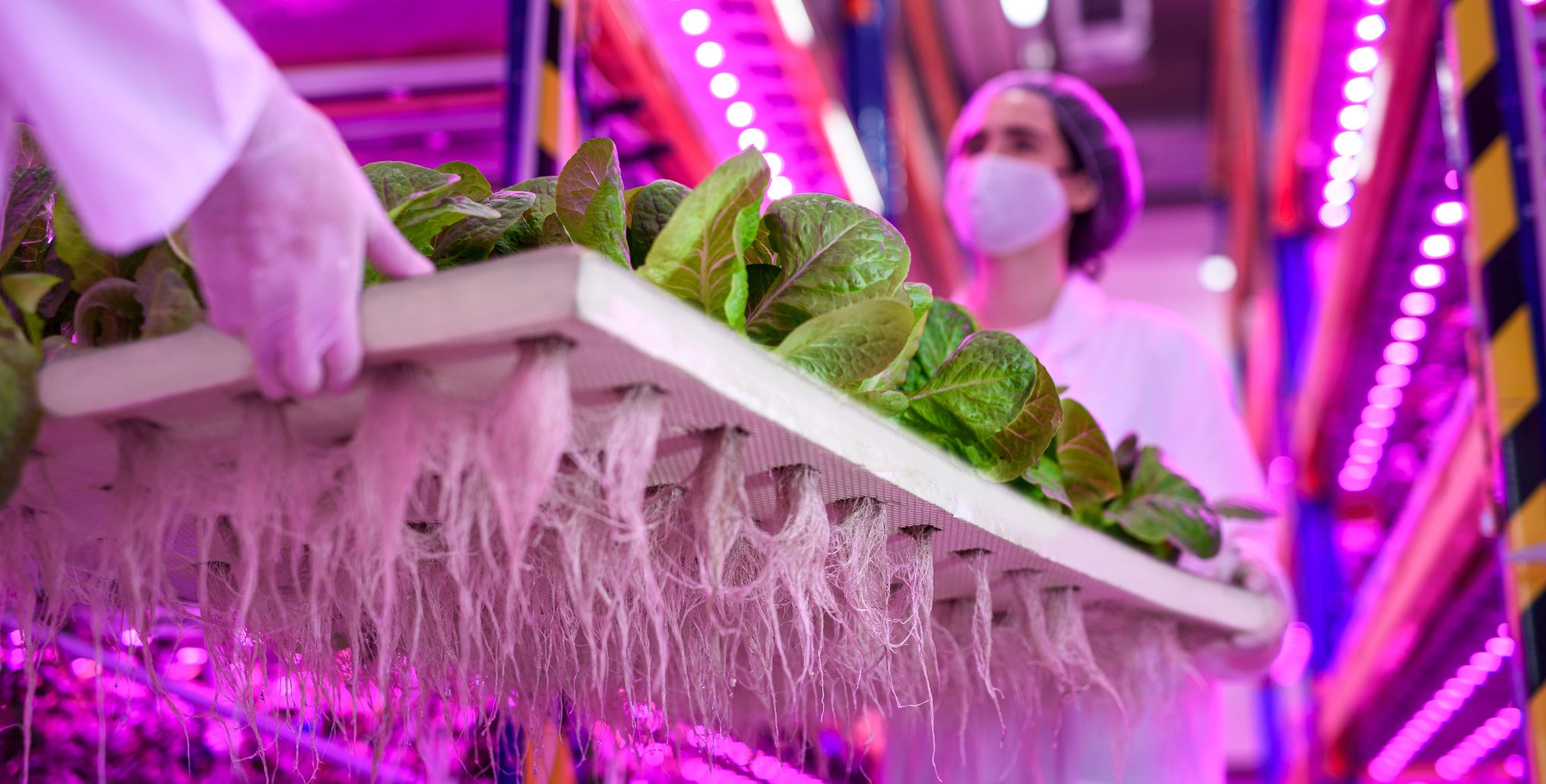 Seeds specialist for Indoor farmers