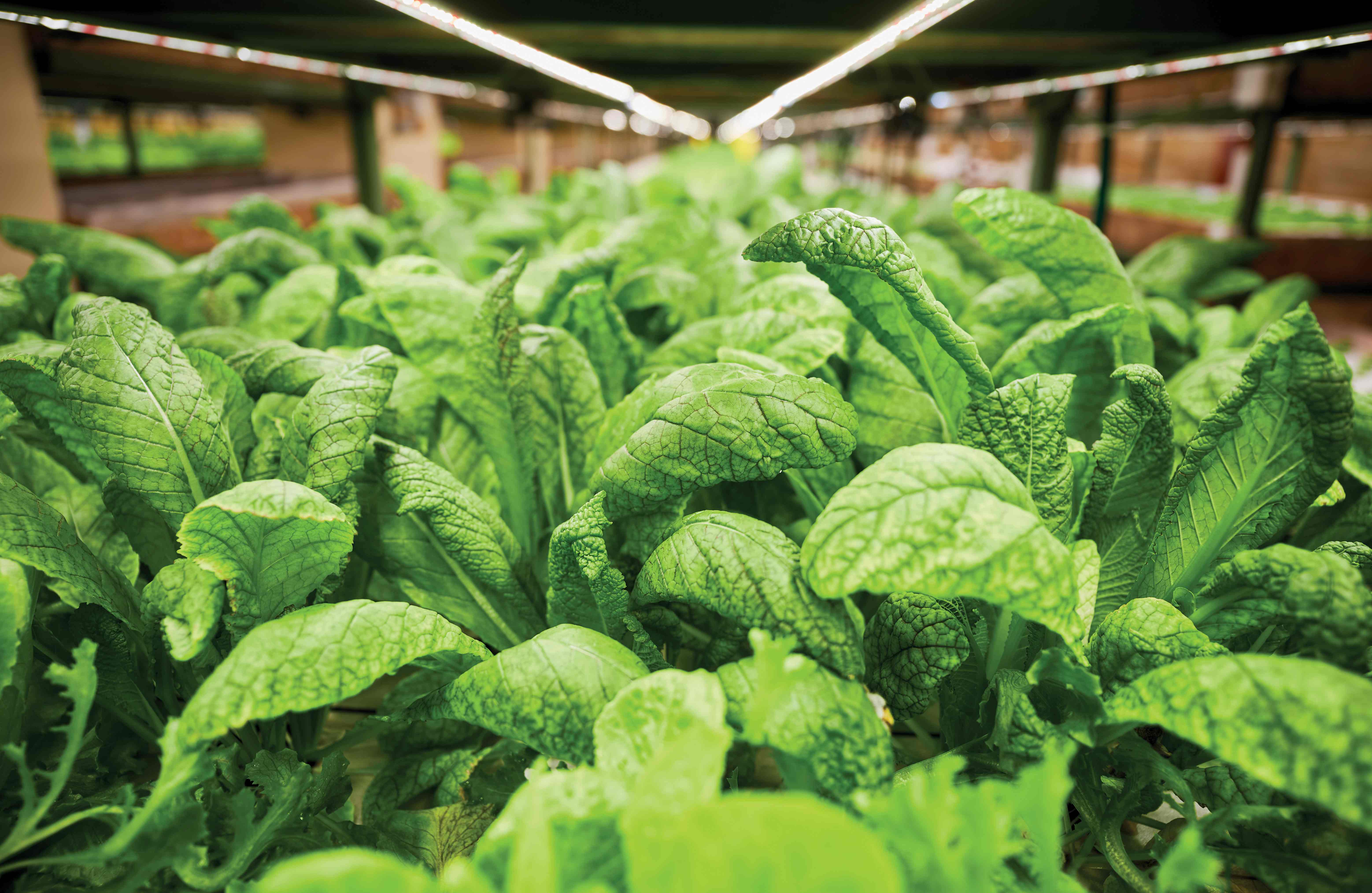 Rocket salad, corn salad, sorrel, kale, cress, chard and other leafy greens