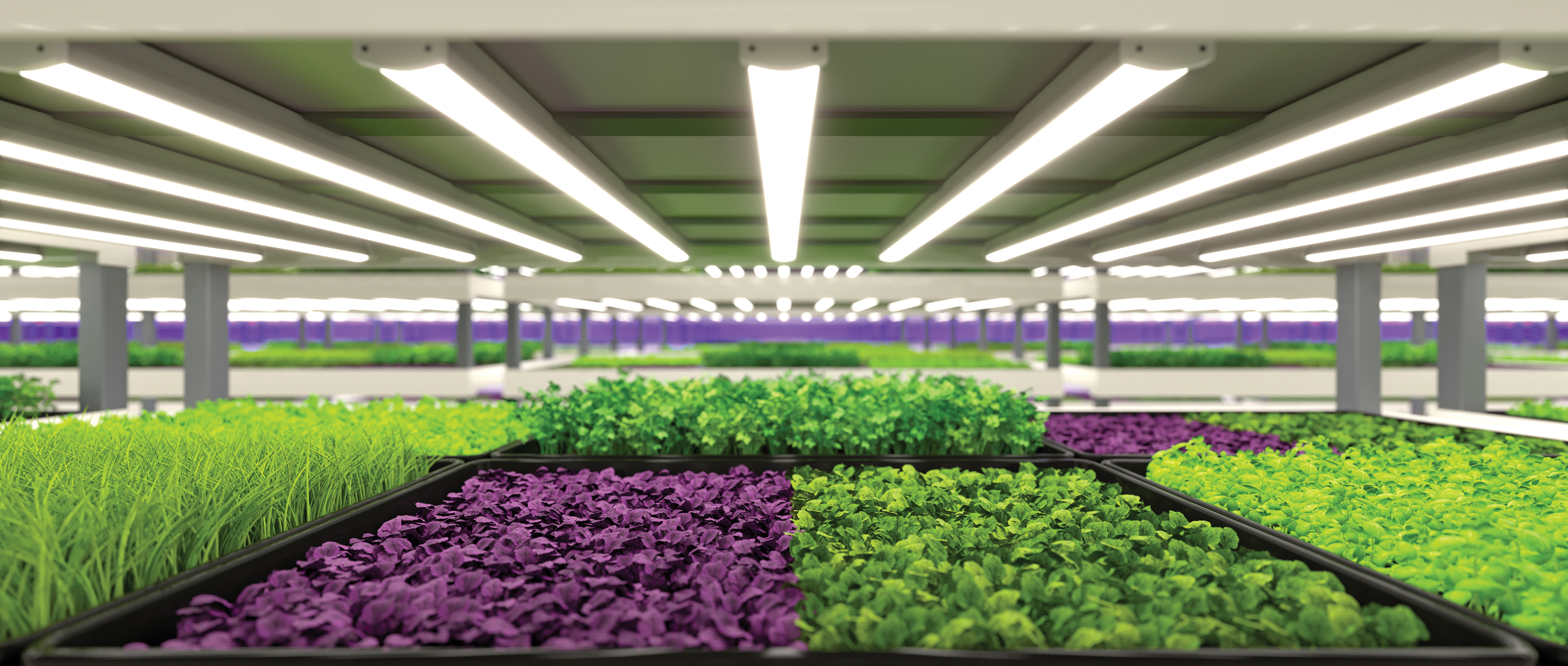 Fast growing, low cost production and easy growing conditions