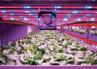 vertical_farming